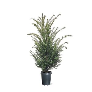 Taxus baccata (zonder etiket)
(1 Plants/Order)(21cmP 90cmH)