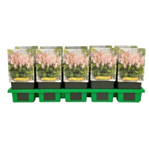 Astilbe chinensis 'Vision Inferno' P11
(10 Plants/Order)(11cmP 25cmH)