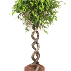 Ficus Exotica
(1 Plants/Order)(40cmP 190cmH)