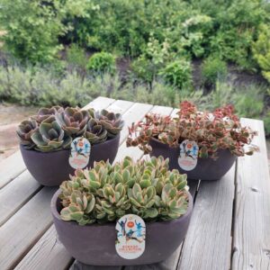 Succulenten mix Summer Collection 25cm purple
(3 Plants/Order)(25cmP 20cmH)