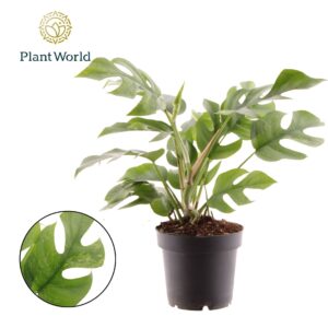 Rhaphidophora tetras Marmer
(6 Plants/Order)(12cmP 30cmH)
