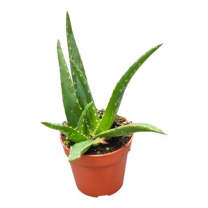 Aloe vera Tropical
(10 Plants/Order)(7cmP 2cmH)