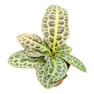 Labisia obtusifolia Kura Kura
(5 Plants/Order)(9cmP 15cmH)