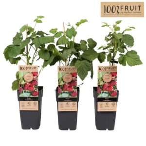 Rubus Loganberry Thornless P15
(10 Plants/Order)(15cmP 65cmH)