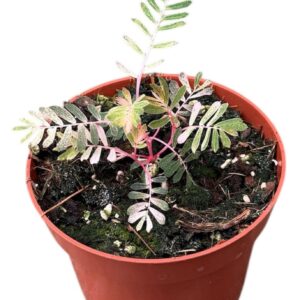 other plants Phyllanthus Urinaria Albo Variegata
(9 Plants/Order)(10.5cmP 15cmH)