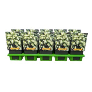 Hosta other Hosta 'Night before Xmas' P11
(10 Plants/Order)(11cmP 25cmH)