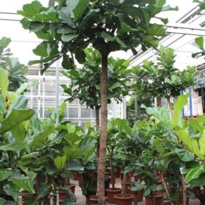 Ficus lyrata
(1 Plants/Order)(80cmP 400cmH)