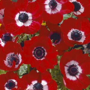Droge Bulbs Anemone Coronaria Hollandia x20 5/6
(10 Plants/Order)(5cmP 20cmH)
