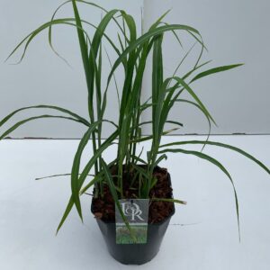 Miscanthus sinensis Malepartus
(1 Plants/Order)(23cmP 70cmH)