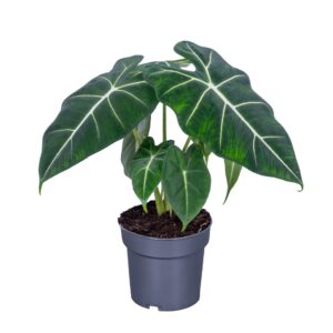 Alocasia Alocasia Frydek 14cm
(8 Plants/Order)(14cmP 45cmH)