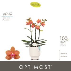 Phalaenopsis Multifl. typ 'Paprika' Optimost pepper 3 spike in Emilia White Aquo
(6 Plants/Order)(12cmP 45cmH)