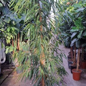 Ficus Alii piramide 250
(1 Plants/Order)(40cmP 250cmH)