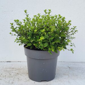 Pittosporum tenuifolium Golf Ball' 'Colours in Shape'
(1 Plants/Order)(23cmP 40cmH)