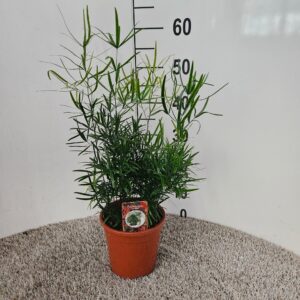 Asparagus falcatus Asparagus falcatus
(6 Plants/Order)(17cmP 50cmH)