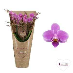 Phalaenopsis Multifl. typ Floriclon Duetto Multi - Friday Flirt 60+ in draagcover
(3 Plants/Order)(17cmP 50cmH)
