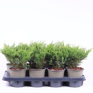 Juniperus horizontalis Andorra Compact'
(6 Plants/Order)(13cmP 25cmH)