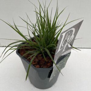 Luzula nivea Luzula 'Nivea'
(6 Plants/Order)(17cmP 30cmH)