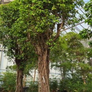 Ficus gevlochten stam Columnar
(1 Plants/Order)(96cmP 550cmH)