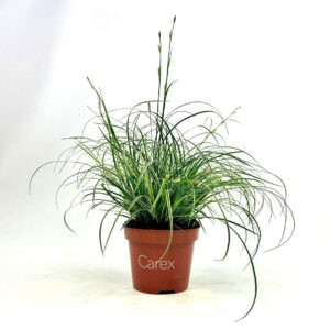 Carex conica Snowline p10,5
(12 Plants/Order)(10.5cmP 20cmH)