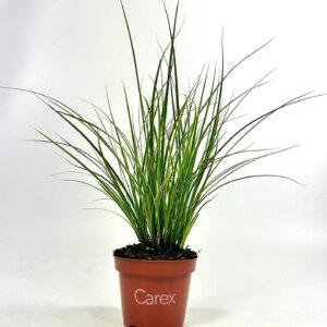 Carex Jubilo brunnea p10,5
(12 Plants/Order)(10.5cmP 25cmH)
