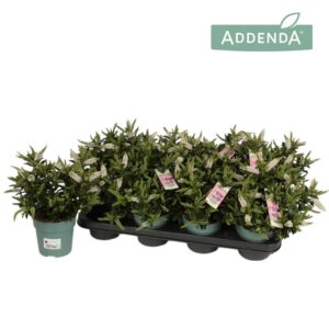 Hebe Hebepetita White
(8 Plants/Order)(12cmP 28cmH)