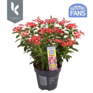 Catharanthus roseus Cherise Red Soiree®
(10 Plants/Order)(10.5cmP 22cmH)