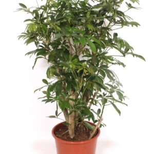 Schefflera Compacta arboricola
(1 Plants/Order)(27cmP 110cmH)