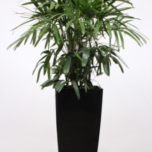 Rhapis excelsa "in Piza Pot ""antraciet"""
(1 Plants/Order)(40cmP 180cmH)