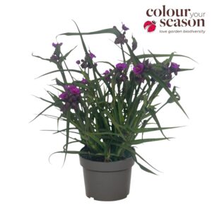 Tradescantia (Andersoniana Grp) JS Brainstrom P19
(1 Plants/Order)(19cmP 40cmH)