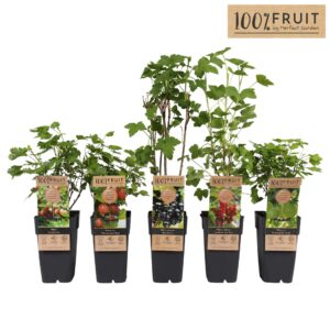 Ribes mix tray P15
(10 Plants/Order)(15cmP 65cmH)