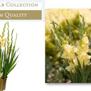 Gladiolus Glamini Charlotte
(1 Plants/Order)(19cmP 70cmH)