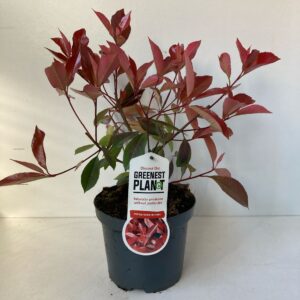 Photinia fraseri Red Robin
(1 Plants/Order)(19cmP 35cmH)