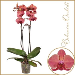 Phalaenopsis Narbonne 2 spike
(10 Plants/Order)(12cmP 70cmH)