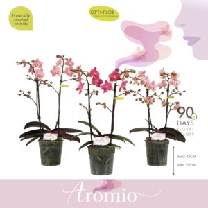 Phalaenopsis Multiflora Aromio mix 2 spike
(6 Plants/Order)(12cmP 35cmH)