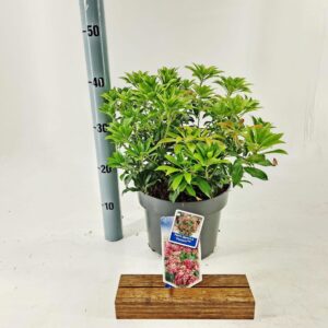 Pieris Passion jap. PBR
(1 Plants/Order)(23cmP 40cmH)