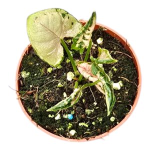 Syngonium Godzilla Pink
(5 Plants/Order)(7cmP 10cmH)