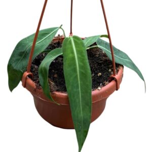 Anthurium Leaf pallidiflorum
(8 Plants/Order)(14cmP 15cmH)
