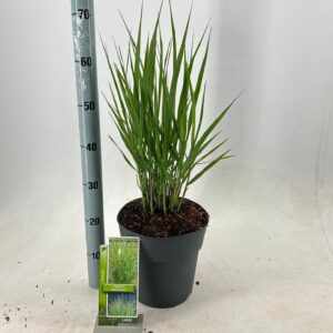 Panicum virgatum Northwind'
(1 Plants/Order)(23cmP 90cmH)