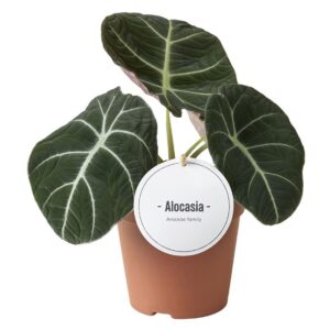 Alocasia Black Velvet
(8 Plants/Order)(12cmP 25cmH)