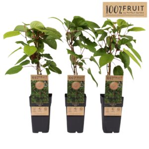 Actinidia arguta Weikii P15
(10 Plants/Order)(15cmP 65cmH)