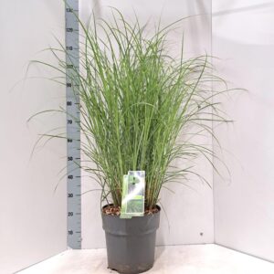 Miscanthus sinensis Gracillimus
(1 Plants/Order)(29cmP 120cmH)