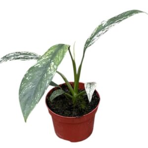 Epipremnum pinnatum Giganteum Marble Variegata
(9 Plants/Order)(10.5cmP 15cmH)