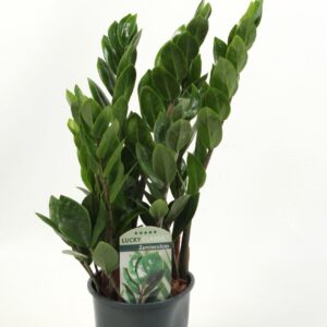 Zamioculcas zamiifolia Lucky Classic 6+ Feathers
(8 Plants/Order)(14cmP 45cmH)