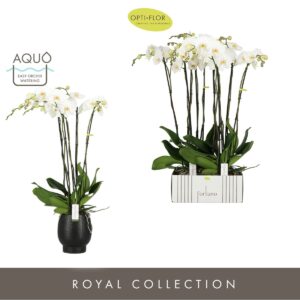 Phalaenopsis white more Ripsen Fortuno Alto 5 spike in Abruzzo Black Aquo
(2 Plants/Order)(17cmP 110cmH)