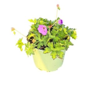 Geranium Rozanne
(1 Plants/Order)(17cmP 25cmH)
