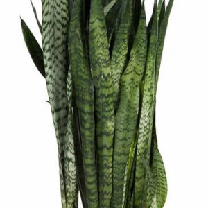 Sansevieria zeylanica
(1 Plants/Order)(30cmP 100cmH)