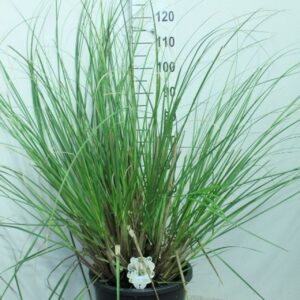 Cortaderia selloana Junior' P33
(1 Plants/Order)(33cmP 130cmH)