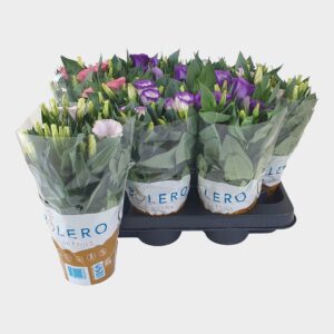 Eustoma Bolero Lisianthus mixtray 10.5cm bedrukte hoes
(10 Plants/Order)(10.5cmP 28cmH)