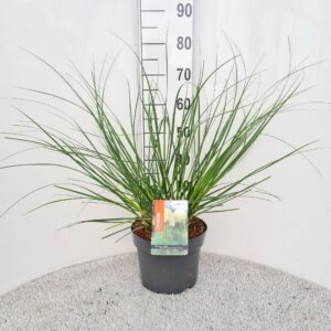 Cortaderia selloana Pumila
(1 Plants/Order)(26cmP 50cmH)