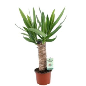 Yucca 25cm Wood 3+ kop
(6 Plants/Order)(12cmP 50cmH)